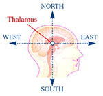 Thalamus